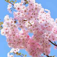 开花树自然背景阳光明媚的一天春天花美丽的果园摘要模糊背景概念春天