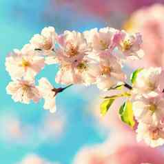 春天背景美丽的色彩斑斓的盛开的春天树日本樱桃樱花自然背景