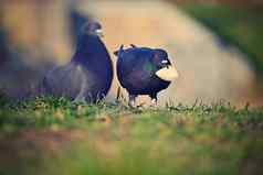 动物鸟鸽子美丽的特写镜头拍摄鸽子野生色彩斑斓的自然背景设置太阳鸽属帕伦布斯
