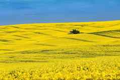 自然黄色的背景纹理春天油菜籽场景观南摩拉维亚基约夫小镇捷克共和国欧洲