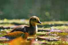 小鸭子普通话小鸭子幼崽美丽的年轻的水鸟野生色彩斑斓的背景
