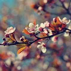 春天开花背景美丽的自然场景盛开的樱桃树樱花果园摘要模糊背景春天