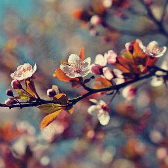 春天开花背景美丽的自然场景盛开的樱桃树樱<strong>花果</strong>园摘要模糊背景春天