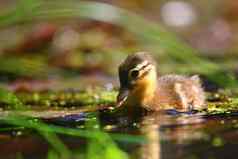 小鸭子普通话小鸭子幼崽美丽的年轻的水鸟野生色彩斑斓的背景