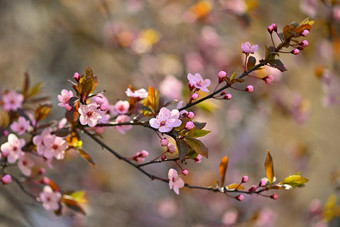 春天花漂亮的开花树分支<strong>樱</strong>桃<strong>樱</strong>花太阳自然彩色的背景春天季节