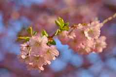 美丽的自然场景盛开的树太阳复活节阳光明媚的一天春天花果园摘要模糊背景春天