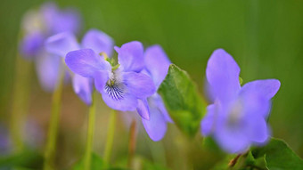 美丽的春天紫色的花草春天花<strong>违</strong>反了odorata