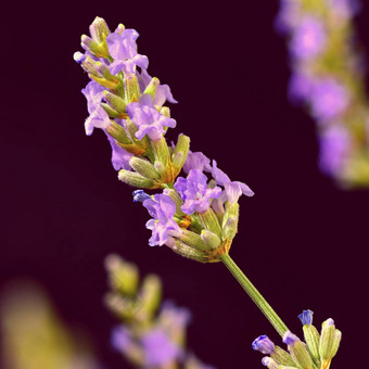 <strong>薰衣草</strong>漂亮的盛开的紫罗兰色的植物<strong>薰衣草</strong>花Angustifolia<strong>薰衣草</strong>花Angustifolia