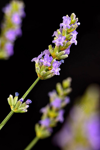 <strong>薰衣草</strong>漂亮的盛开的紫罗兰色的植物<strong>薰衣草</strong>花Angustifolia<strong>薰衣草</strong>花Angustifolia