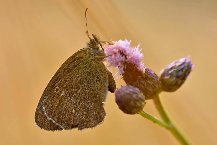 美丽的色彩斑斓的蝴蝶坐着花自然夏天一天太