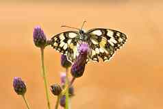 美丽的色彩斑斓的蝴蝶坐着花自然夏天一天太阳草地色彩斑斓的自然背景昆虫melanargia加拉蒂亚