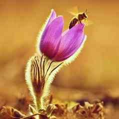 春天美丽的开花花草地蜜蜂自然色彩斑斓的背景春天日落Pasque花白头翁长大的