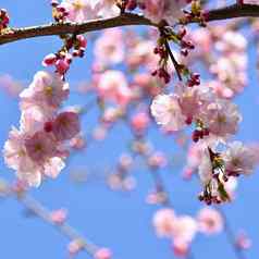 美丽的自然场景盛开的树太阳复活节阳光明媚的一天春天花果园摘要模糊背景春天