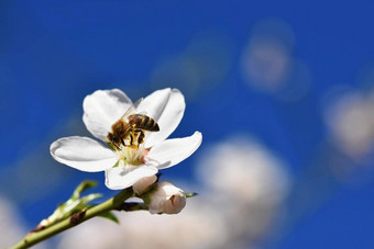 春天自然美丽的白色开花杏仁树蜜蜂不错的春天阳光明媚的一天蓝色的天空背景