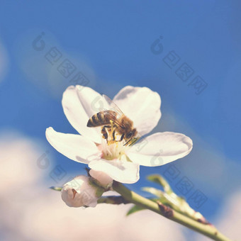春天自然美丽的白色开花杏仁树蜜蜂不错的春天阳光明媚的一<strong>天蓝色</strong>的<strong>天空背景</strong>