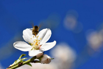 春天背景美丽的盛开的树春天飞行蜜蜂符号春天概念自然动物