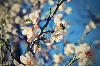 春天自然美丽的白色开花杏仁树蜜蜂不错的春天阳光明媚的一<strong>天蓝色</strong>的<strong>天空背景</strong>