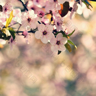 美丽的自然场景盛开的树太阳复活节阳光明媚的一天春天<strong>花果</strong>园摘要模糊背景春天