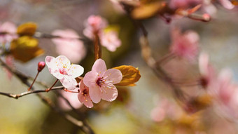 <strong>春天</strong>开花背景美丽的自然场景盛开的树太阳阳光明媚的一天<strong>春天</strong>花摘要模糊背景<strong>春天</strong>