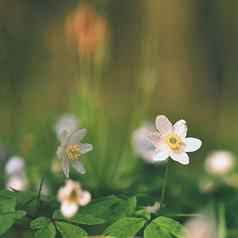 春天白色花草海葵异翅目thalictroides