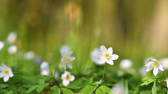 春天白色花草海葵异翅目thalictroides