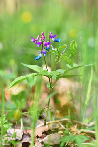 美丽的蓝紫色<strong>相比</strong>花森林绿色自然背景春天(2008年)Lathyrus聪明才智