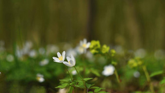 <strong>春天</strong>白色<strong>花草</strong>海葵异翅目thalictroides