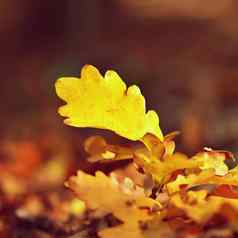美丽的色彩斑斓的秋天叶子自然模糊的背景秋天阳光明媚的一天