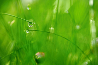 绿色自然美丽的关闭照片自然绿色草露水滴色彩斑斓的春天背景早....太阳自然绿色植物景观生态新鲜的壁纸概念复制空间