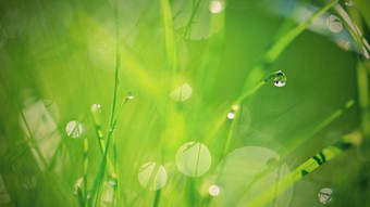 <strong>绿色自然</strong>美丽的关闭照片<strong>自然绿色</strong>草露水滴色彩斑斓的春天背景早....太阳<strong>自然绿色</strong>植物景观生态新鲜的壁纸概念复制空间