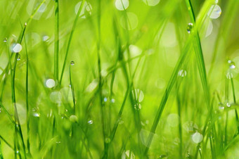 绿色自然美丽的关闭照片自然绿色草露水滴色彩斑斓的春天背景早....太阳自然绿色植物景观生态新鲜的<strong>壁纸</strong>概念复制空间