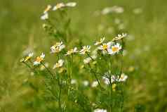 美丽的开花花marguerites夏天自然色彩斑斓的背景白芸机