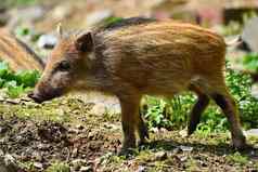 动物野生野猪野生年轻的熊玩天然林其scrofa