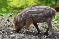 动物野生野猪野生年轻的熊玩天然林其scrofa