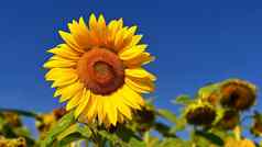 向日葵向日葵美丽的黄色的盛开的花蓝色的天空色彩斑斓的自然背景夏天季节