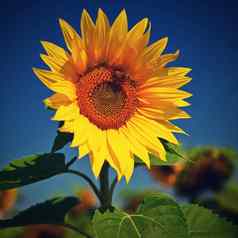 向日葵向日葵美丽的黄色的盛开的花蓝色的天空色彩斑斓的自然背景夏天季节