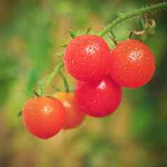 美丽的小樱桃新鲜的西红柿健康的蔬菜有机食物
