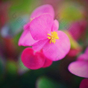 粉红色的花四季开花的秋海棠属植物花圃