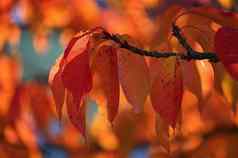 秋天背景美丽的色彩斑斓的叶子树自然秋天时间