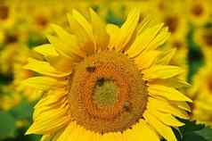 美丽的黄色的花向日葵蜜蜂传统的色彩斑斓的夏天背景向日葵