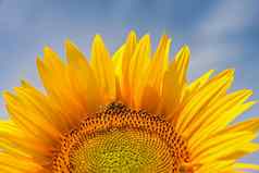 美丽的黄色的花向日葵蜜蜂传统的色彩斑斓的夏天背景向日葵