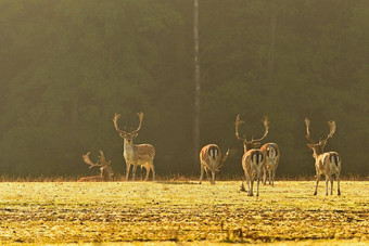 美丽的动物野生自然休耕的鹿女士女士色彩斑斓的自然背景