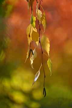 美丽的色彩斑斓的秋天叶子树色彩斑斓的自然背景概念秋天季节