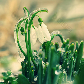 冰冻雪花莲美丽的白色春天花开花植物春天自然色彩斑斓的背景雪花属Nivalis