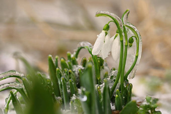 <strong>冰</strong>冻<strong>雪花</strong>莲美丽的白色春天花开花植物春天自然色彩斑斓的背景<strong>雪花</strong>属Nivalis