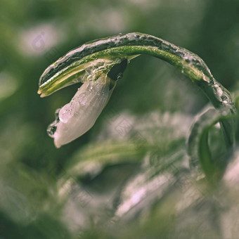 <strong>冰</strong>冻<strong>雪花</strong>莲美丽的白色春天花开花植物春天自然色彩斑斓的背景<strong>雪花</strong>属Nivalis