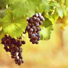 葡萄园日落秋天收获成熟的葡萄酒地区南部摩拉维亚捷克共和国葡萄园帕拉瓦