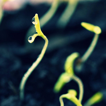 绿色<strong>发芽</strong>日益增长的地面露湿的年轻的叶子<strong>发芽</strong>植物<strong>春天</strong>背景花园