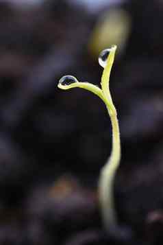 绿色发芽日益增长的地面露湿的年轻的叶子发芽植物春天背景花园