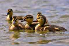 美丽的年轻的鸭表面池塘野生动物阳光明媚的夏天一天年轻的水鸟